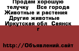 Продам хорошую телучку. - Все города Животные и растения » Другие животные   . Иркутская обл.,Саянск г.